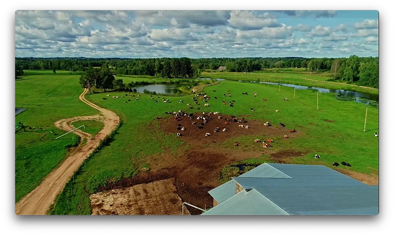 Drohnenaufnahme einer Rinderweide im Rahmen eines Imagevideos zur deutsch-chinesischen Kooperation in der nachhaltigen Tierzucht für ADT und das Bundesministerium für Ernährung und Landwirtschaft (BMEL)